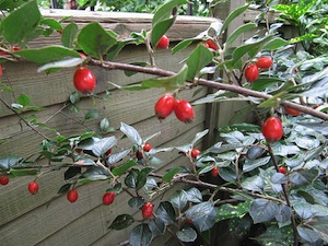 Baies de cotoneaster