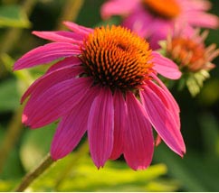 Echinacea PowWow Wild Berry