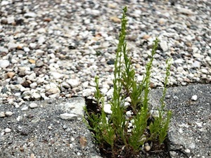Plante sauvage et béton