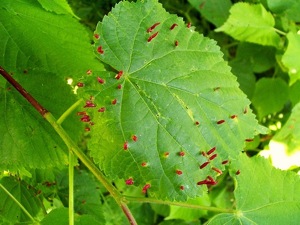 Des feuilles d'érable pour combattre des bactéries
