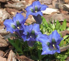 Gentiane bleu aucalis