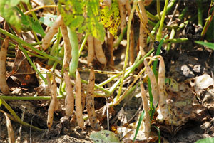 Gousses de haricots à récolter