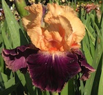 'Fashion Queen' - Iris en Provence
