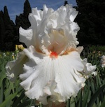 'Jersey Bounce' - Iris en Provence