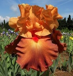 'Lovely Senorita' - Iris en Provence