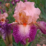 'Rose de Perse' - Cayeux
