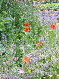 Jardin sauvage