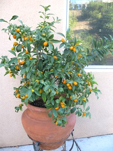 planter un kumquat
