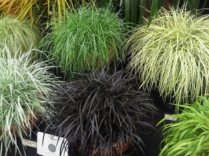 Plante couvre sol persistant