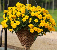 Pensée frivole jaune d'or
