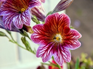 Salpiglossis