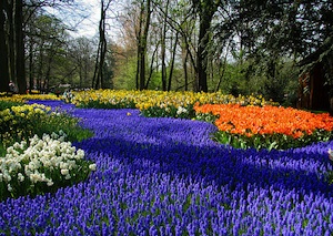 Bulbes à floraison printanière