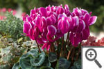 Tianis Fantasia violet