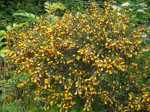 Cytisus scoparius jaune et pourpre