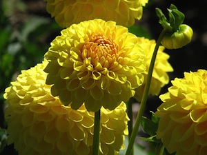 Dahlias