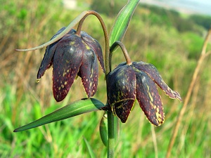 Fritillaria affinis