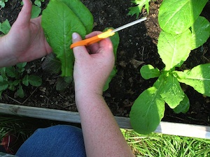 Récolte du mesclun