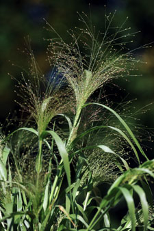 Panicum capillare