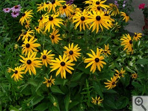 Rudbeckia Fulgida