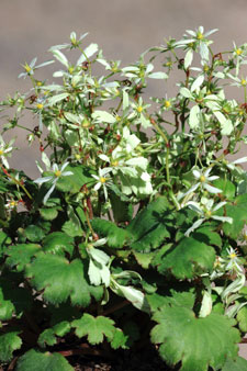 saxifrage fortunei var. incisolabata setomidori