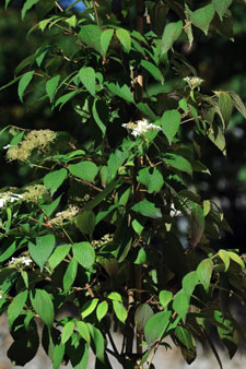 Viburnum plicatum Kilimandjaro
