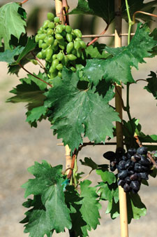 Vitis vinifera Philipp