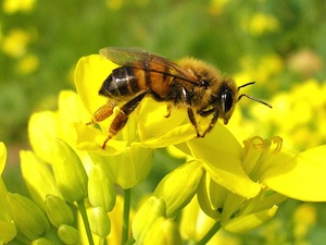 Abeille butinant une fleur de colza
