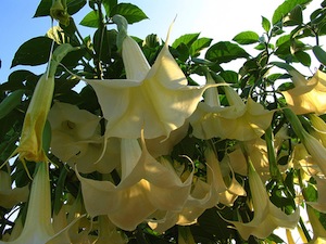 Datura - Brugmansia