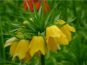 Fritillaria imperialis jaune