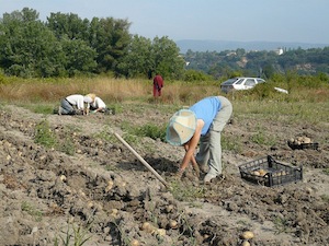 Récolte de pommes de terre