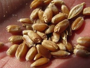 Semences de blé