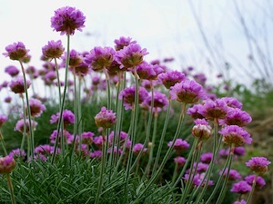 Armeria maritima rubrifolia pot 1 litre gazon d/'espagne