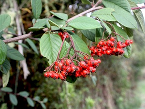 Cotoneaster franchetii