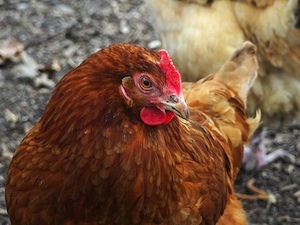 Poule