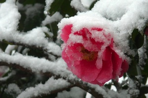 Rose sous la neige