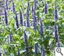 Agastache astello indigo