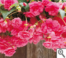Begonia fountain rose