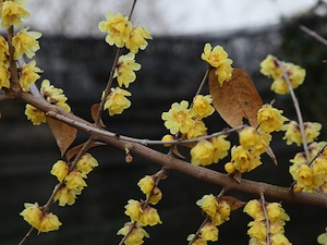 Chimonanthus praecox var. luteus