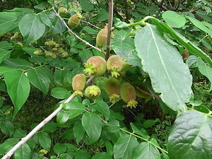 Chimonanthus praecox var. luteus - Fruits