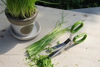 Ciseaux à herbes aromatiques