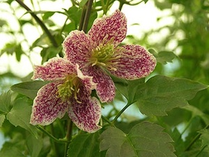 Clematis cirrhosa 'Freckles'