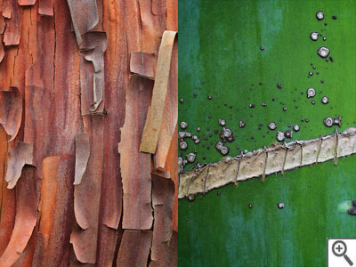 Ecorces, Galerie d'art à ciel ouvert