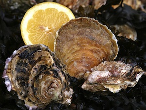Huîtres plates du golfe du Morbihan