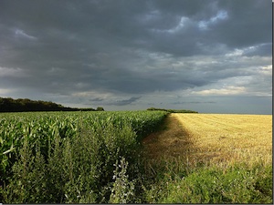 Champ de maïs