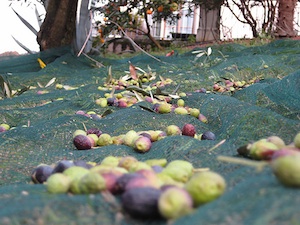 Récolte des olives