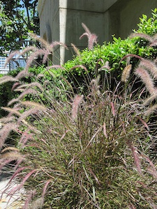 Pennisetum orientale 'Karley Rose'