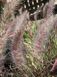 Pennisetum orientale 'Karley Rose'