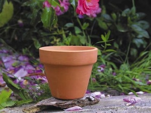 Plante dans un pot en terre cuite Ø7 cm origine France - Besight