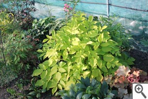 Aralia Sun King