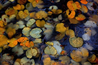 Feuilles mortes dans l'eau du bassin
